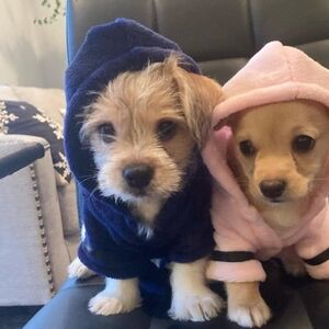 Cozy Dog Robe w/ Hood- Navy XS